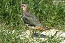 Kiebitz (Vanellus vanellus) im Tierpark und Fossilium Bochum