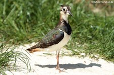 Kiebitz (Vanellus vanellus) im Tierpark und Fossilium Bochum