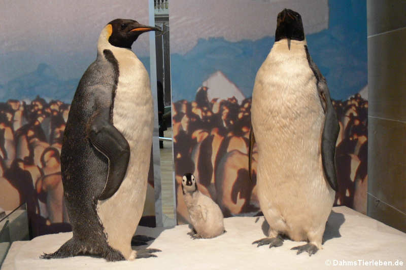 Kaiserpinguine (Aptenodytes forsteri)