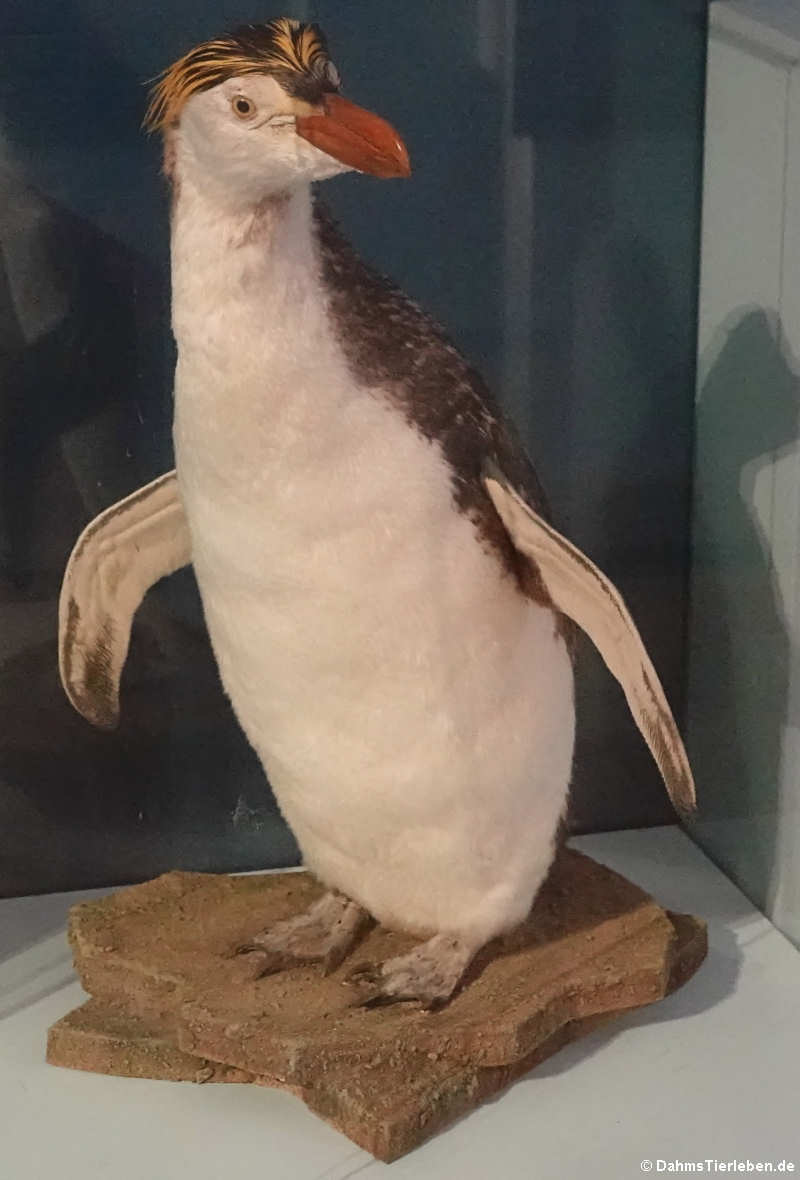 Haubenpinguin (Eudyptes schlegeli)