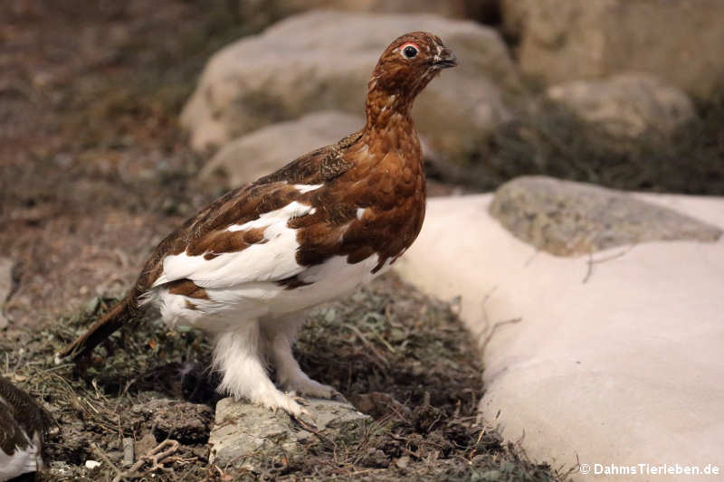 Moorschneehuhn (Lagopus lagopus)