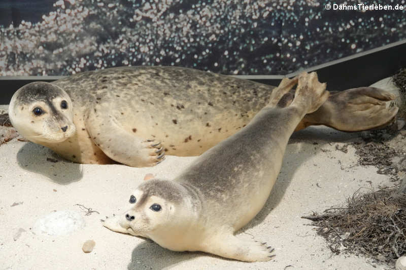 Seehunde (Phoca vitulina)