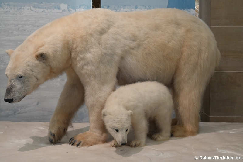 Eisbären (Ursus maritimus)