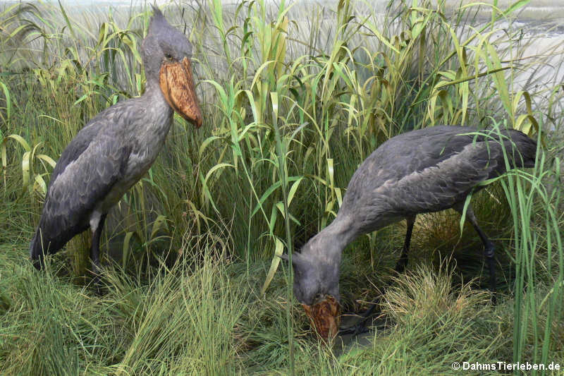Schuhschnäbel (Balaeniceps rex) im Diorama Sudan