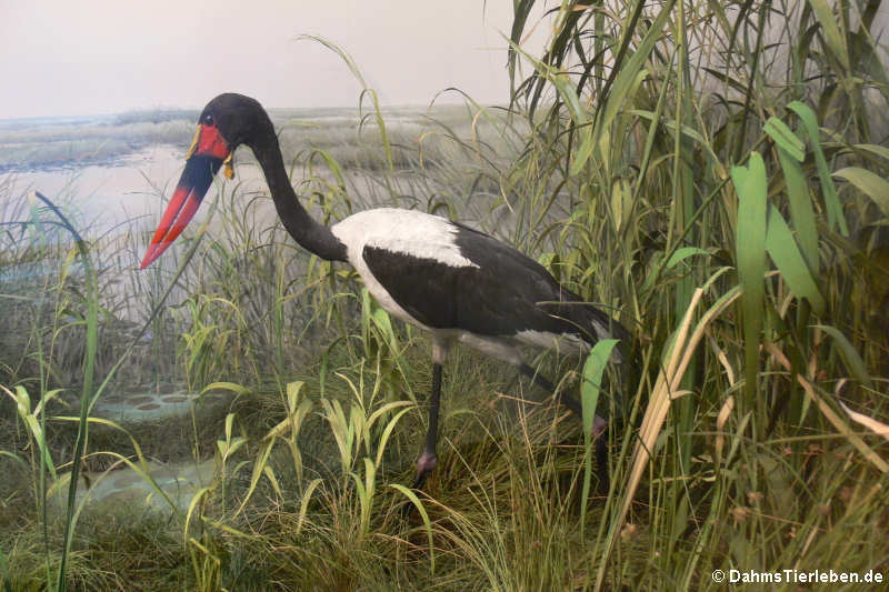 Sattelstorch (Ephippiorhynchus senegalensis) im Diorama Sudan