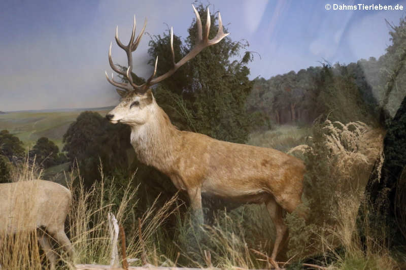 Rothirsch (Cervus elaphus) im Lebensraum Mitteleuropa