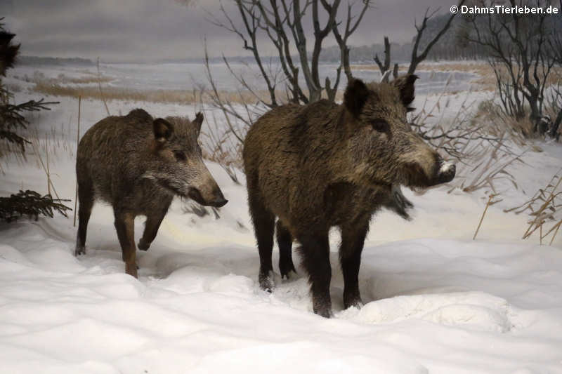 Wildschweine (Sus scrofa) im Lebensraum Mitteleuropa