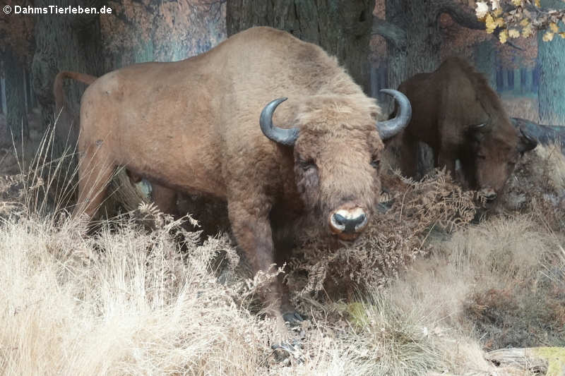 Wisent (Bison bonasus) im Lebensraum Mitteleuropa