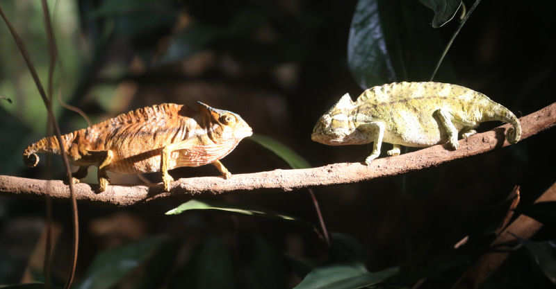 Kammchamäleons (Trioceros cristatus)