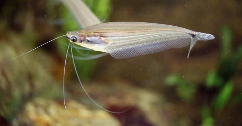 Rübezahl-Glaswels (Ompok pinnatus)