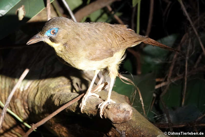 Rotschwanz-Borstenbülbül (Bleda syndactylus)