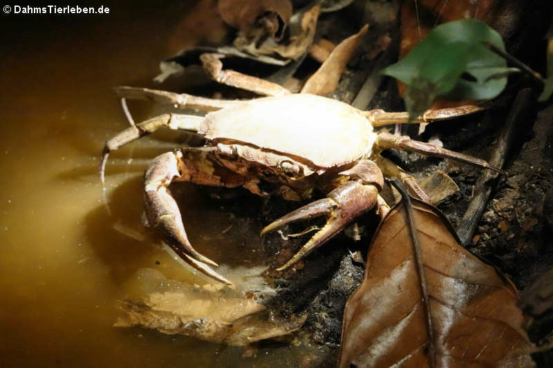 Süßwasserkrabbe (Barchyura)