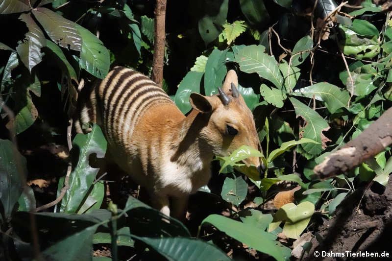 Zebraducker (Cephalophus zebra)