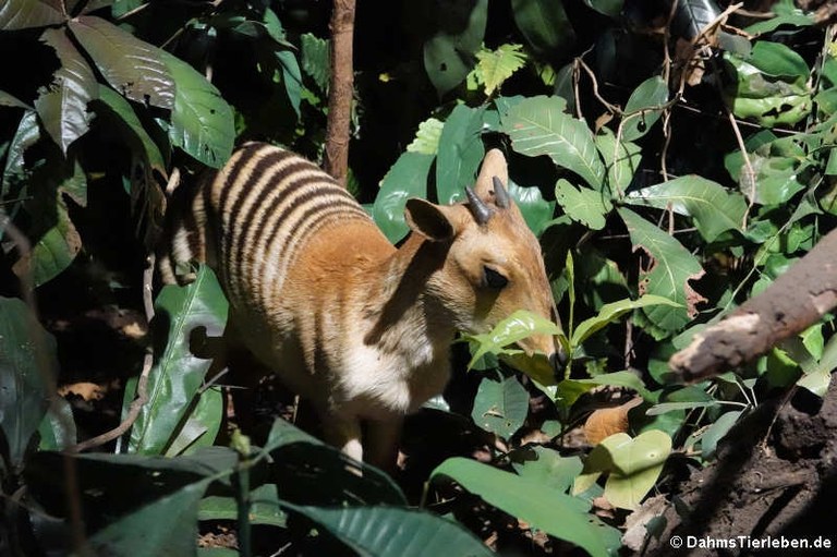 Cephalophus zebra