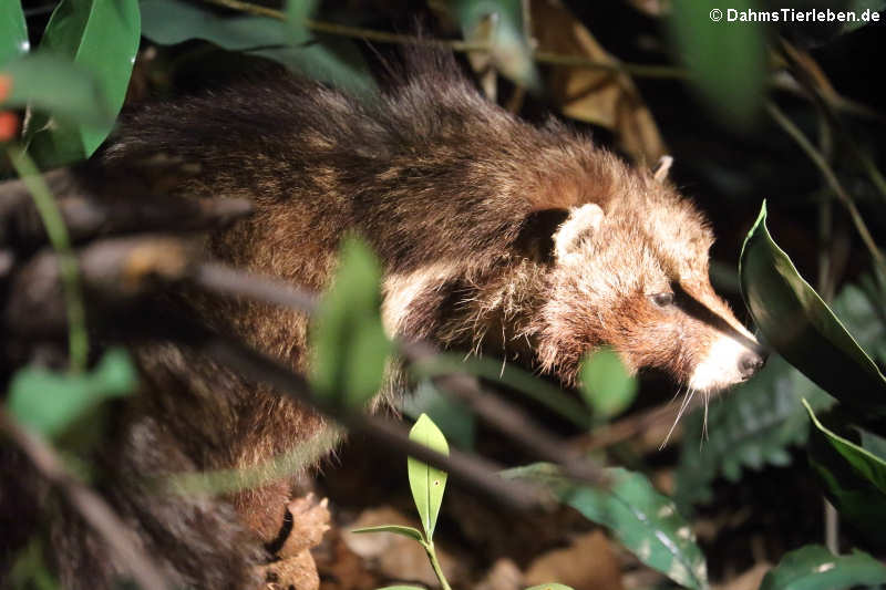 Afrikanische Zibetkatze (Civettictis civetta)