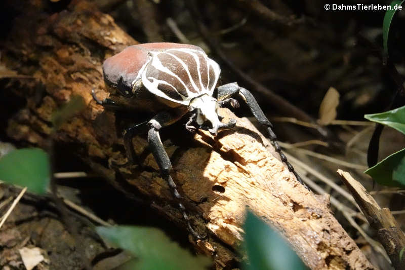 Goliathkäfer (Goliathus goliatus)