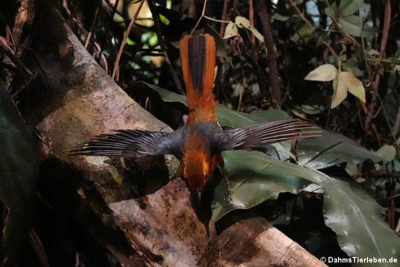 Grauwangen-Buschdrossling (Illadopsis rufipennis)