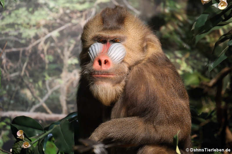 Mandrill (Mandrillus sphinx)