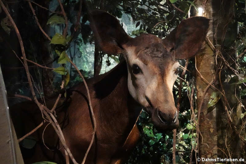 Okapi (Okapia johnstoni)