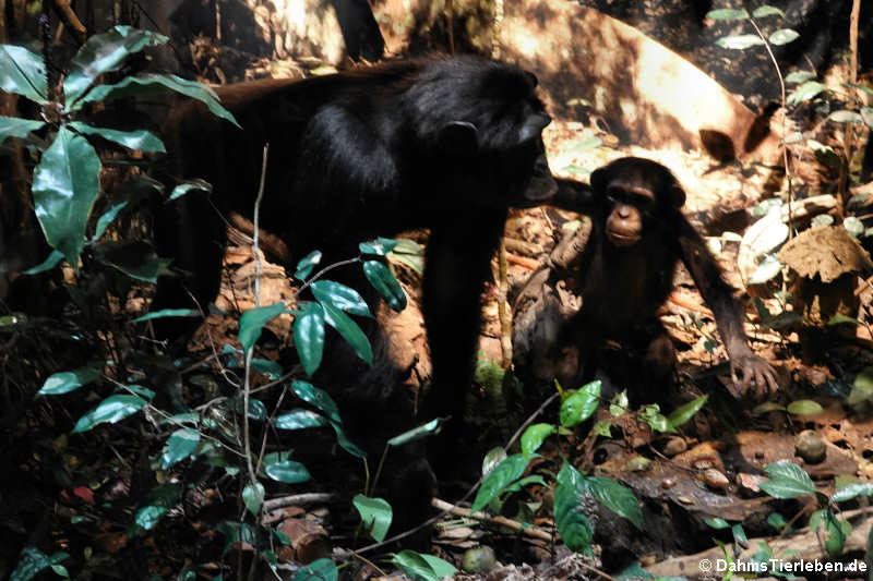 Schimpansen (Pan troglodytes)