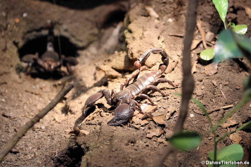 Kaiserskorpion (Pandinus imperator)