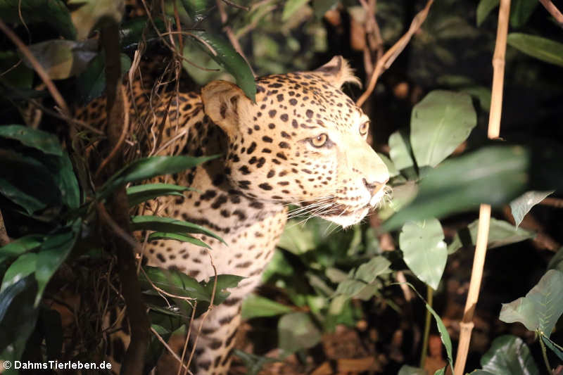 Leopard (Panthera pardus)