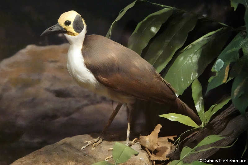 Gelbkopf-Felshüpfer (Picathartes gymnocephalus)