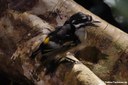 Pogoniulus bilineatus