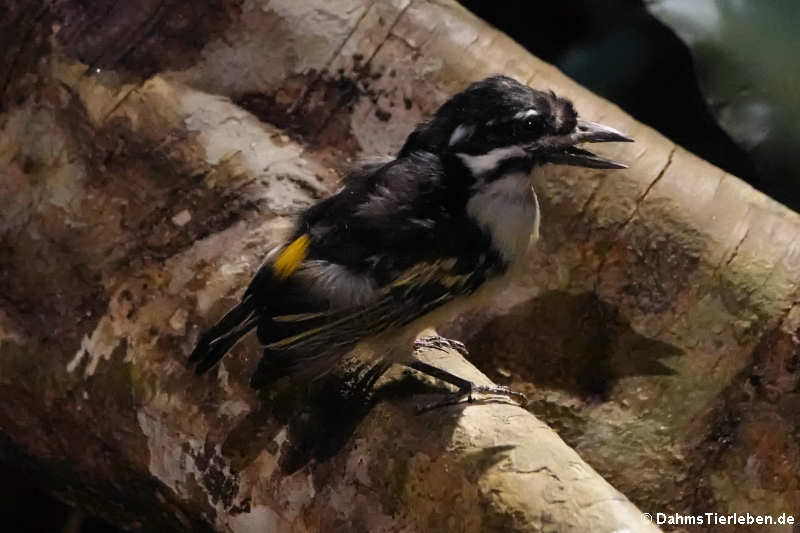 Goldbürzel-Bartvogel (Pogoniulus bilineatus)