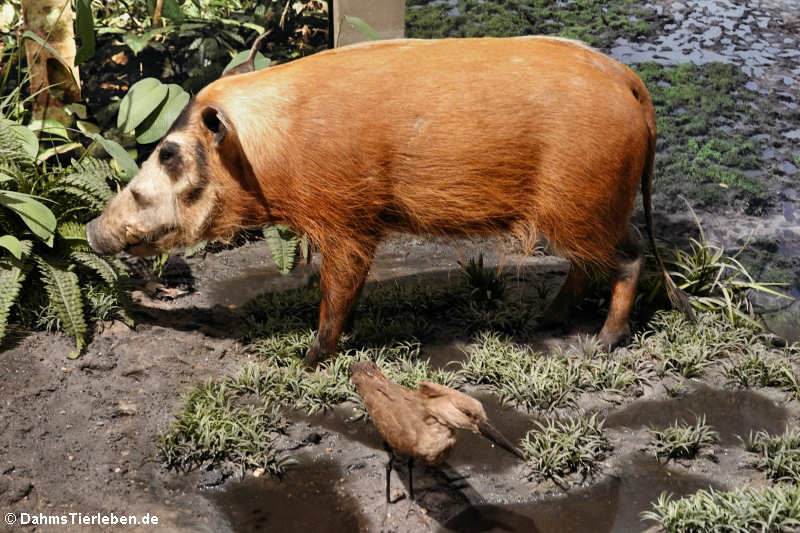 Pinselohrschwein (Potamochoerus porcus)