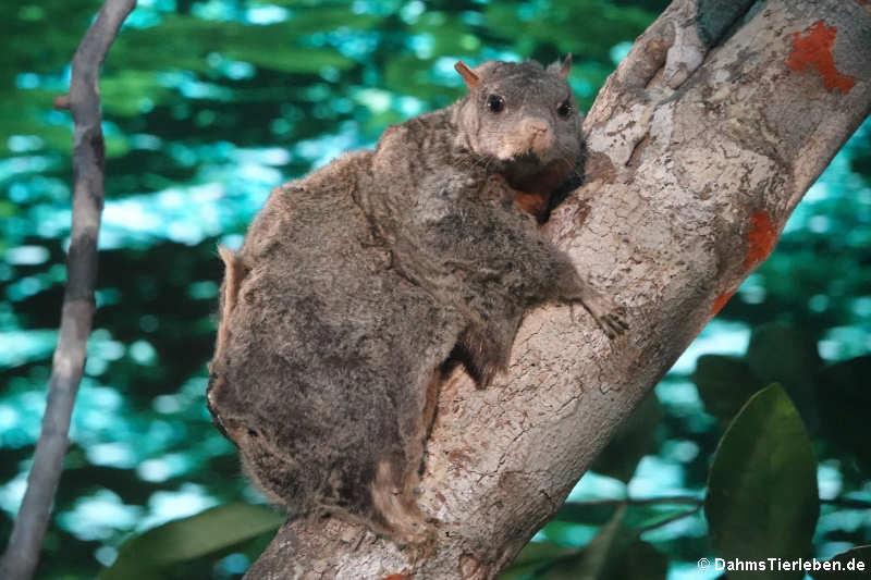 Beecrofts Dornschwanzhörnchen (Anomalurus beecrofti)