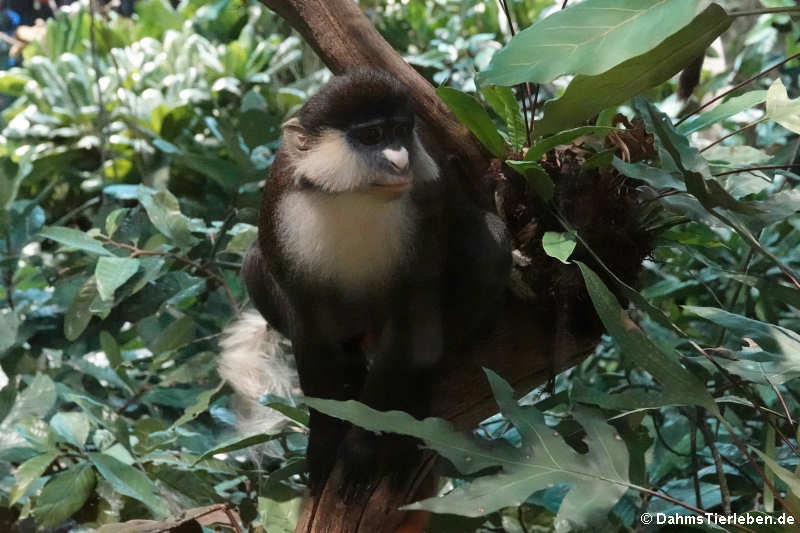 Kongoweißnase (Cercopithecus ascanius)