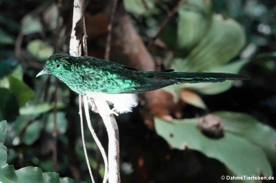 Smaragdkuckuck (Chrysococcyx cupreus)