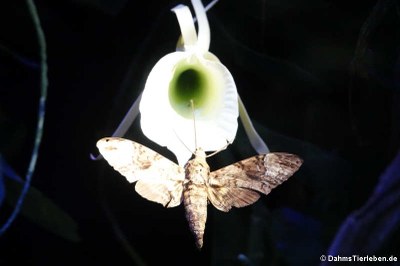 Schwärmer (Coelonia fulvinotata)