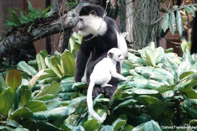 Mantelaffe oder Guereza (Colobus guereza) mit Nachwuchs