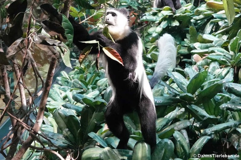 Colobus guereza