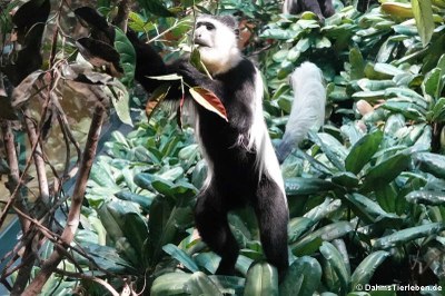 Mantelaffe oder Guereza (Colobus guereza)