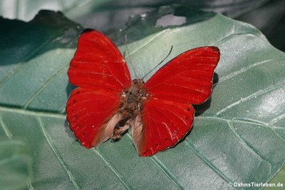 Edelfalter (Cymothoe sangaris)