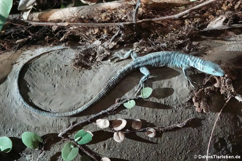 Stachelschwanzeidechse (Gastropholis echinata)