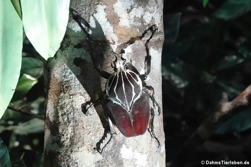 Goliathkäfer (Goliathus goliatus)