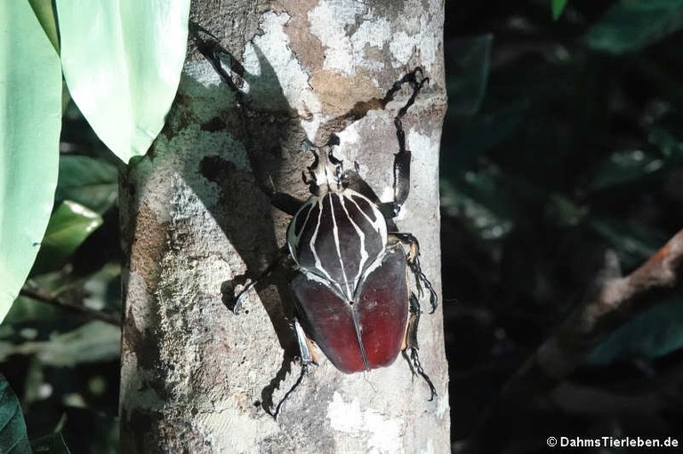 Goliathus goliatus