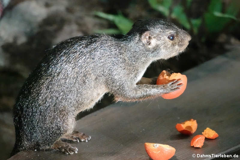 Rotfüßiges Sonnenhörnchen (Heliosciurus rufobrachium)