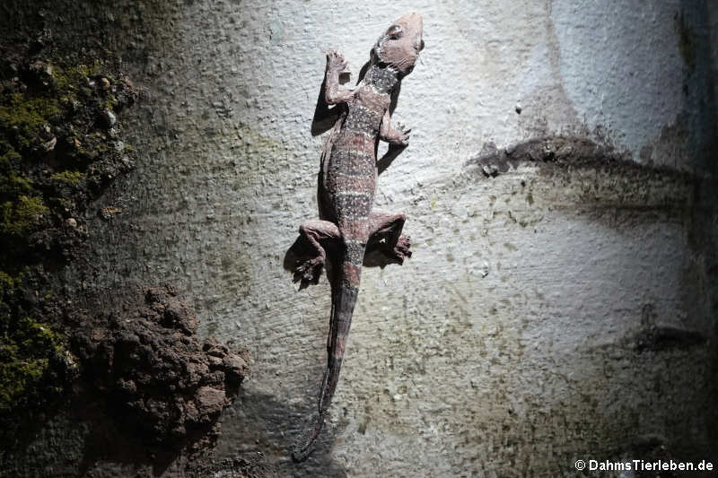 Gebänderter Halbfingergecko (Hemidactylus fasciatus)