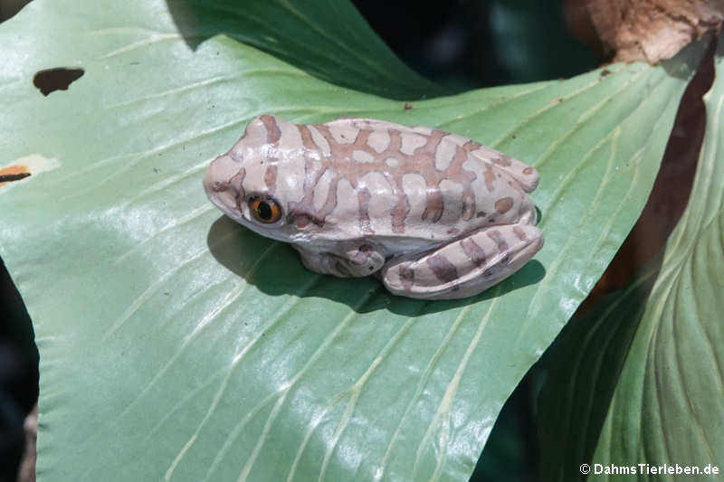 Waldsteigerfrosch (Leptopelis spec.) 