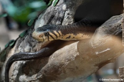 Schwarzweiße Kobra (Naja multifasciata)