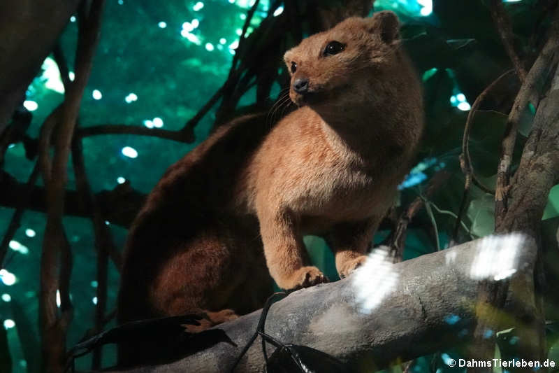 Pardelroller (Nandinia binotata)