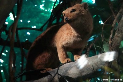 Pardelroller (Nandinia binotata)