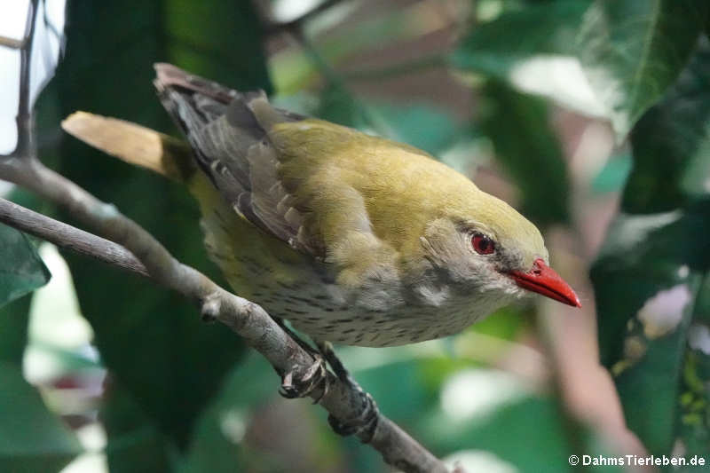 weiblicher Pirol (Oriolus oriolus)