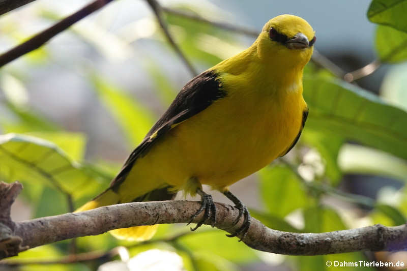 männlicher Pirol (Oriolus oriolus)