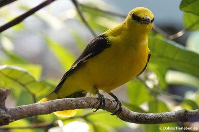 männlicher Pirol (Oriolus oriolus)